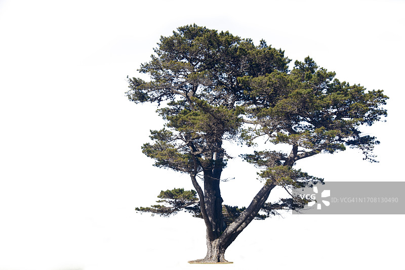 白色背景上的松树图片素材