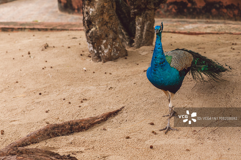 桑给巴尔-监狱岛图片素材