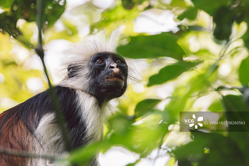 桑给巴尔红疣猴图片素材