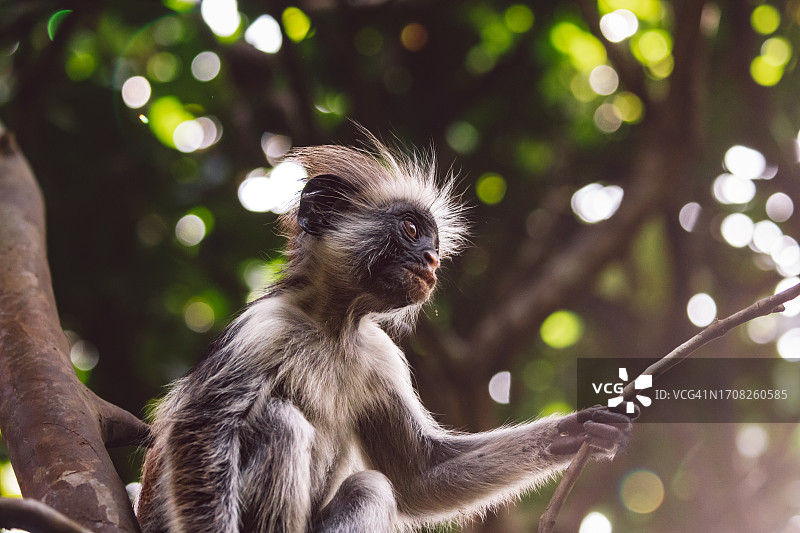 桑给巴尔红疣猴图片素材
