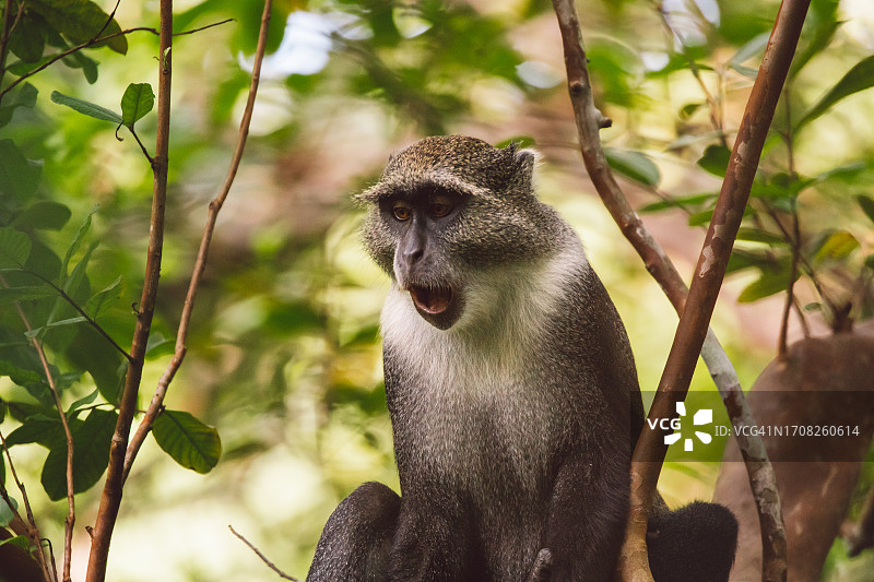 桑给巴尔红疣猴图片素材