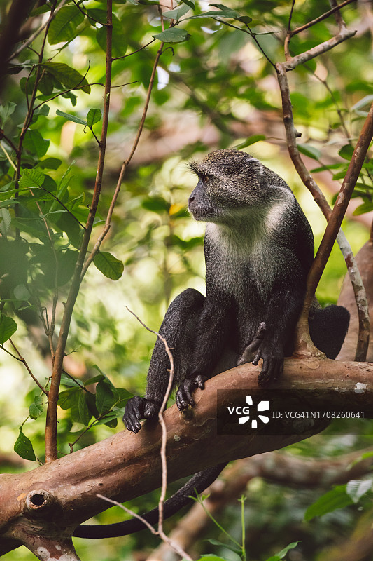 桑给巴尔红疣猴图片素材