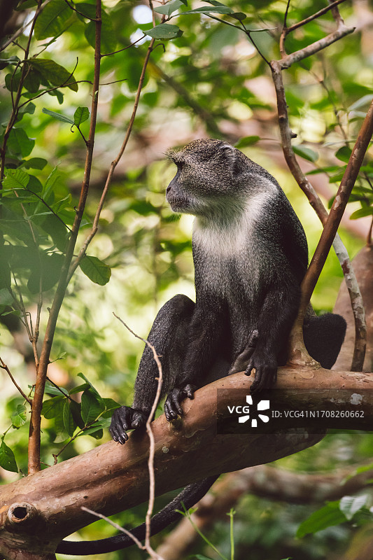 桑给巴尔红疣猴图片素材