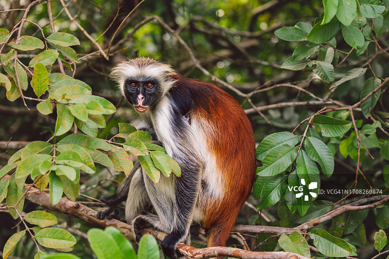 桑给巴尔红疣猴图片素材