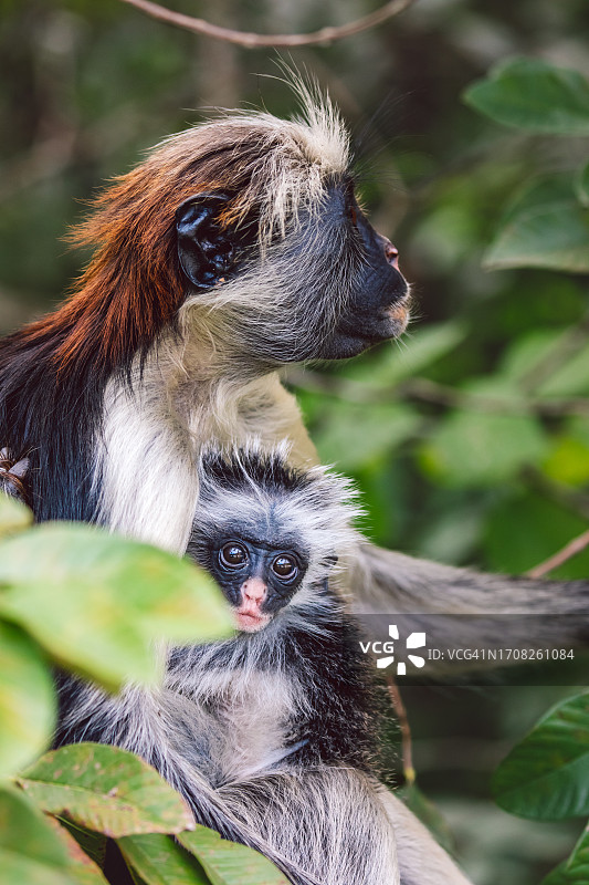 桑给巴尔红疣猴图片素材