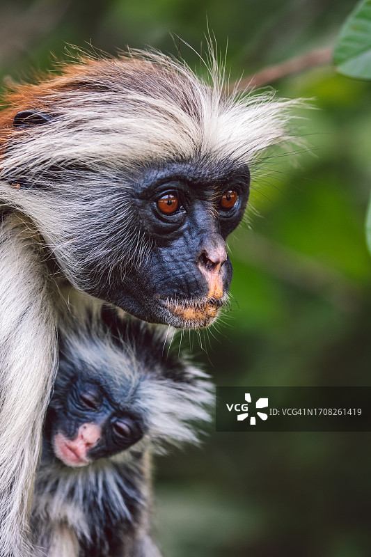 桑给巴尔红疣猴图片素材