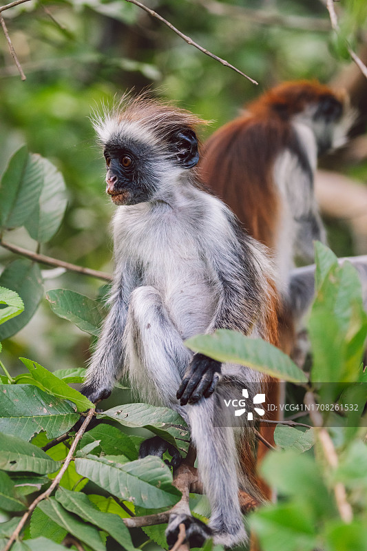 桑给巴尔红疣猴图片素材