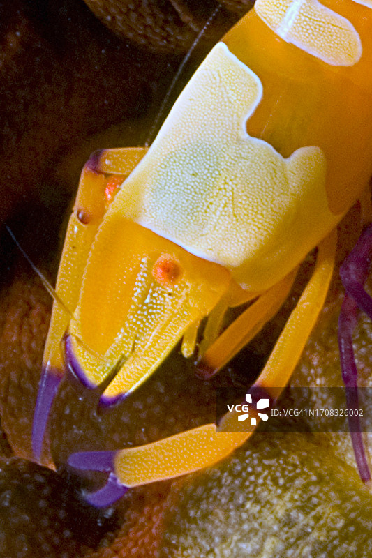 海参上的帝王虾特写图片素材