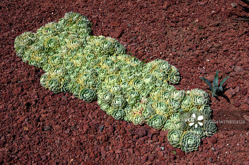 花园苗圃中带有红色火山渣石的Echeveria图片素材