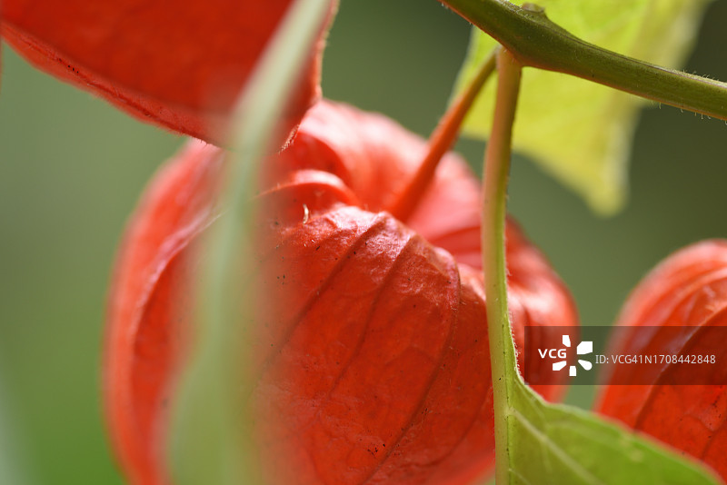 红灯笼果图片素材