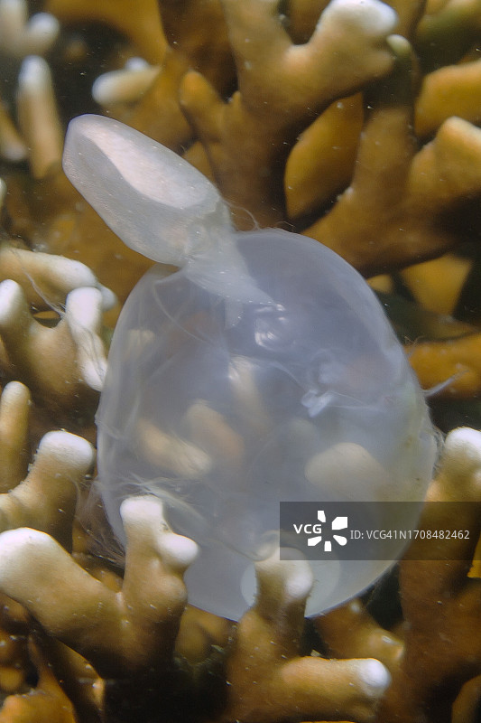 火焰乌贼从卵囊中孵化图片素材