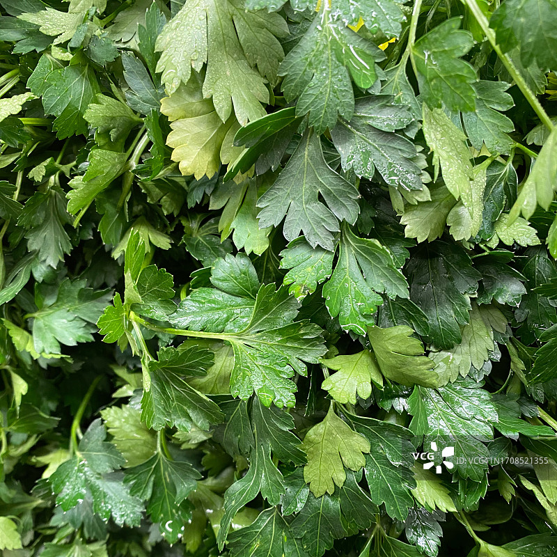 湿绿色的欧芹图片素材