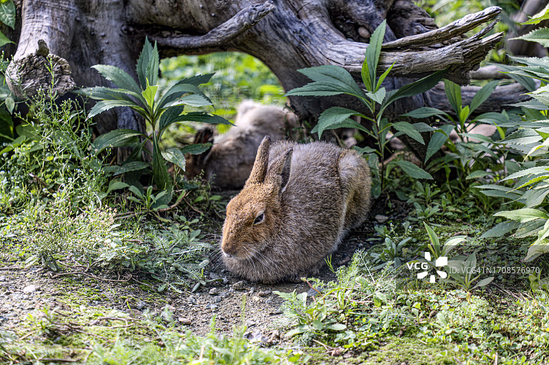 旭山动物园的山兔图片素材