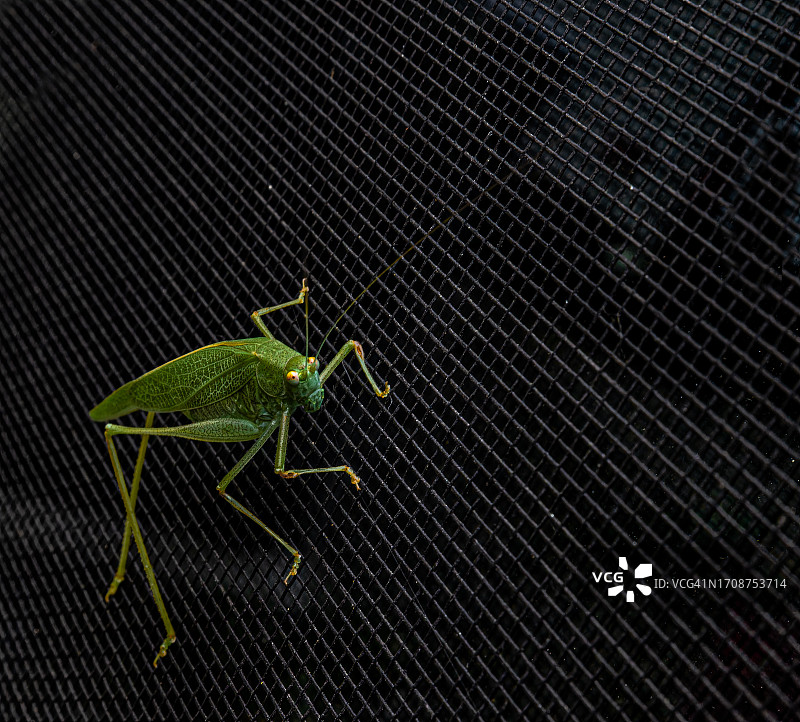 屏幕上的螽斯图片素材