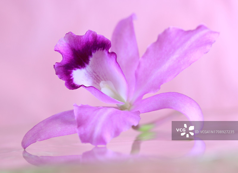 粉色背景上的单朵淡紫色兰花图片素材