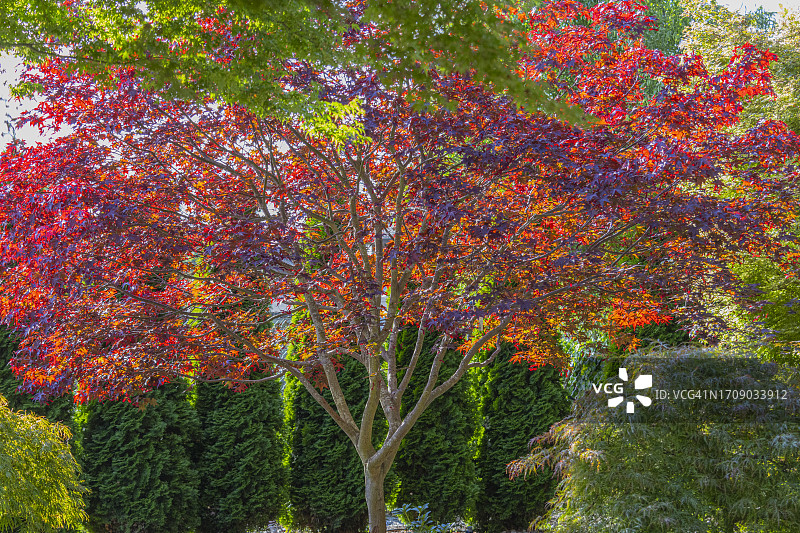 彩色花园-埃弗里特图片素材