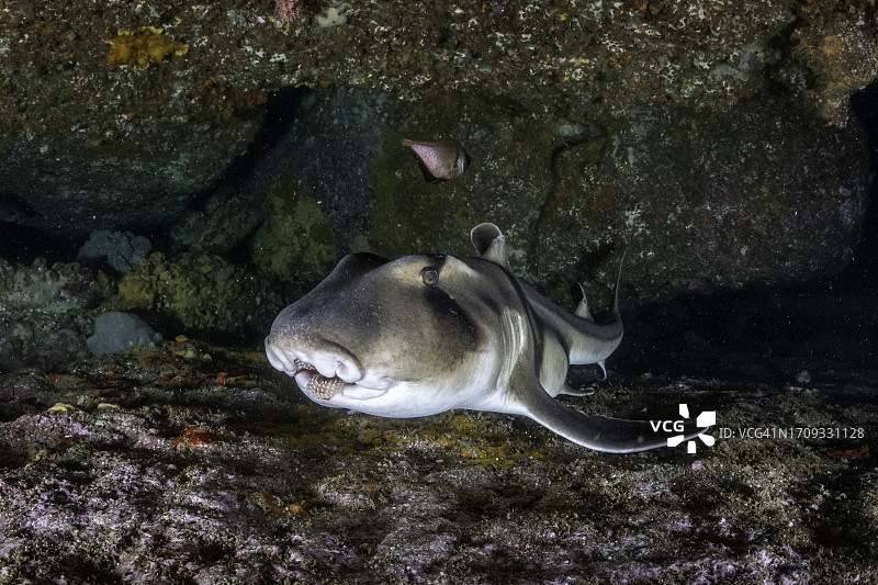 杰维斯湾的杰克逊港鲨鱼特写，新南威尔士州图片素材