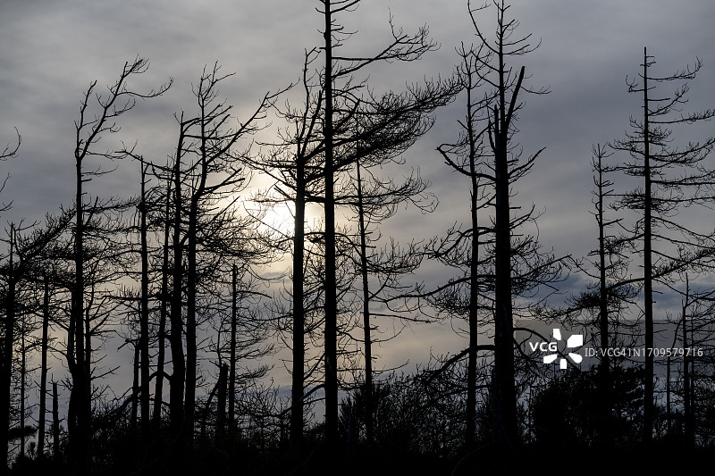 阴沉的日落天空下的古老松树图片素材