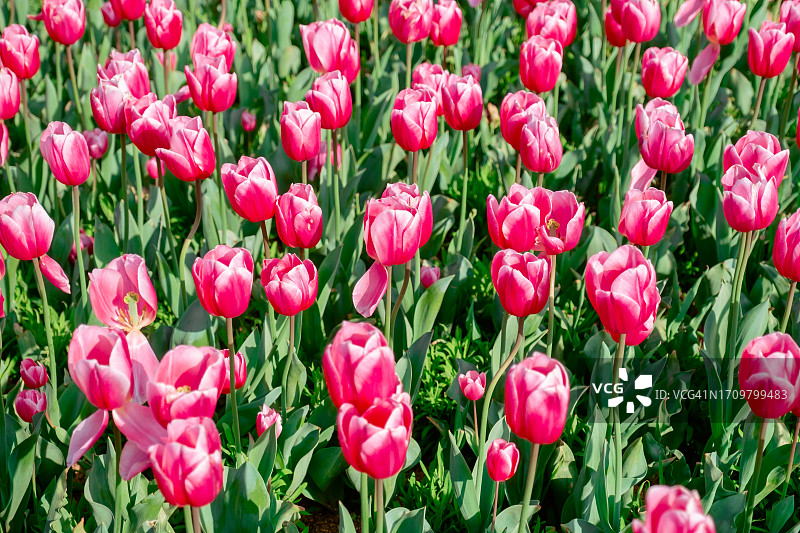 日本自然公园红色郁金香特写图片素材