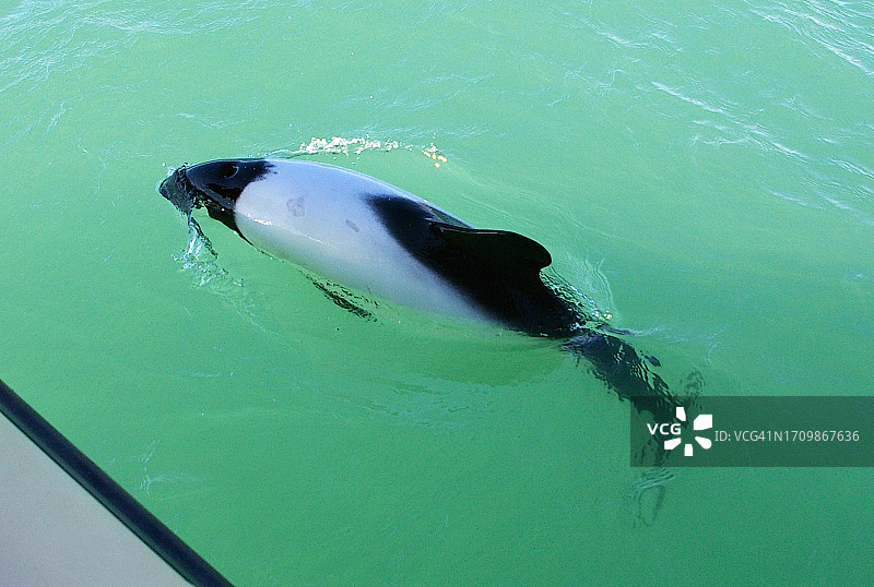 在船边的康氏海豚图片素材