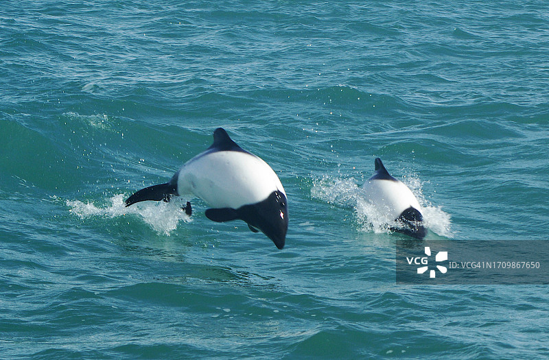 一对正面示人的康氏矮海豚图片素材