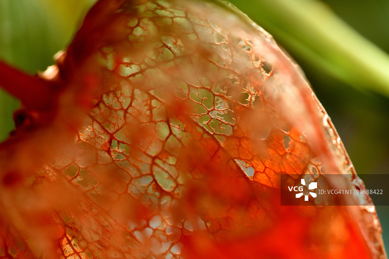 红灯笼果图片素材