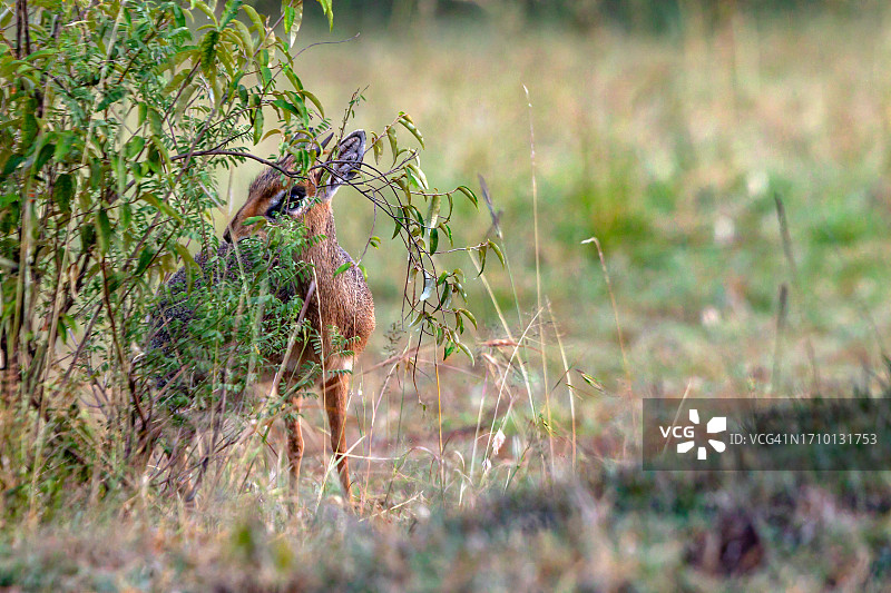 躲在灌木丛后面的雄性小羚羊图片素材