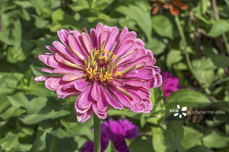 花园里的粉色百日草 - 先锋公园图片素材