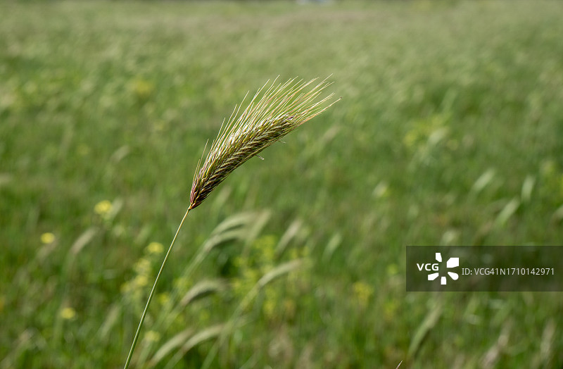 Hordeum murinum图片素材