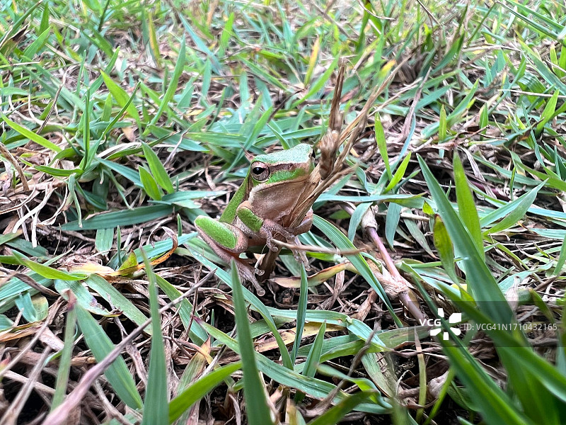 绿草上的普通绿树蛙图片素材