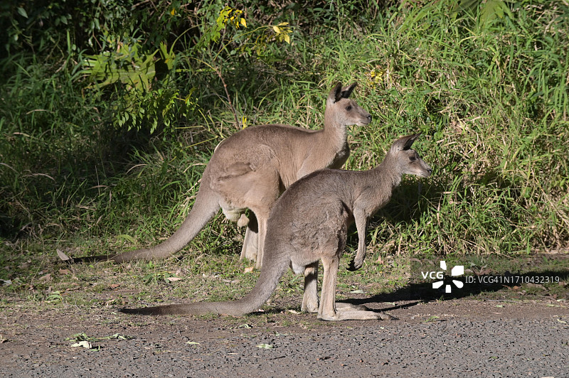 雄性和雌性东部灰袋鼠图片素材