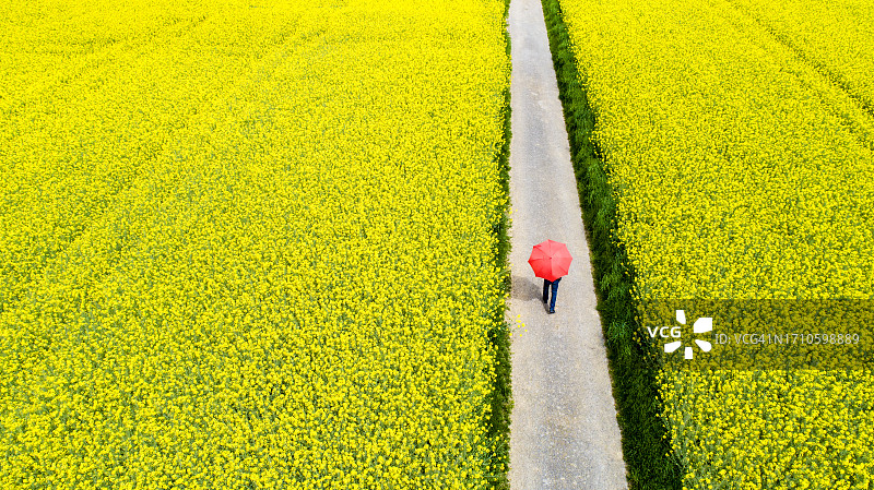 打着红色雨伞走在农田里的人图片素材
