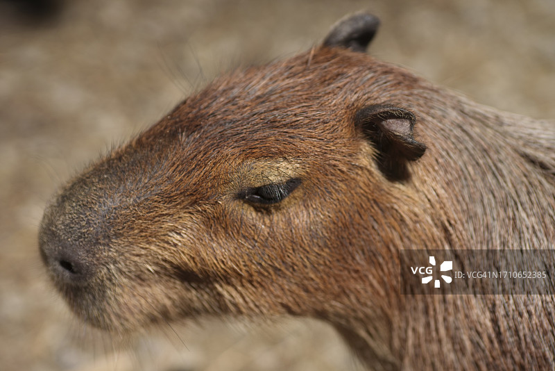 大水豚（最大的老鼠）特写图片素材