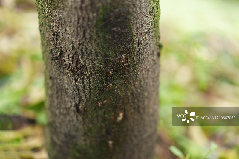 热带果园中受疫霉病影响的榴莲树图片素材