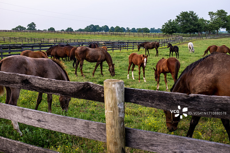 马群图片素材