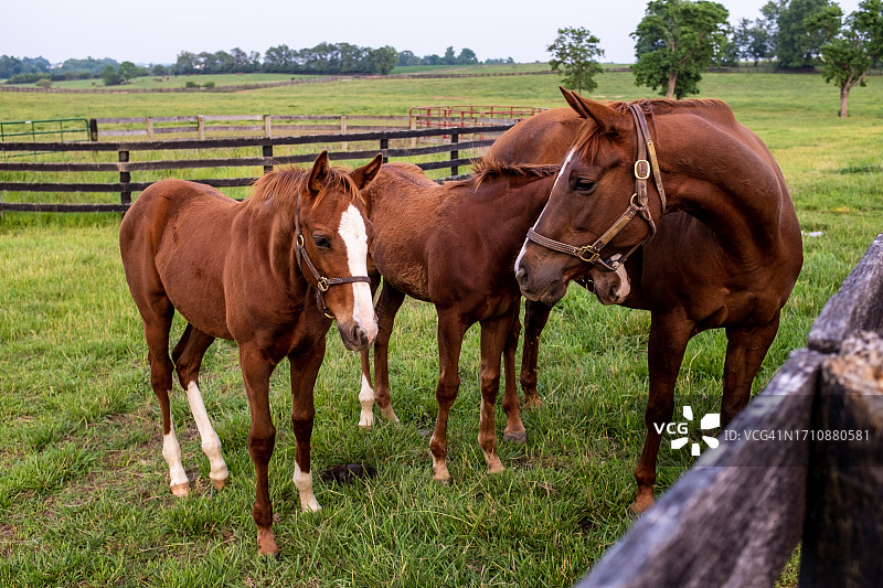 母亲和婴儿们图片素材