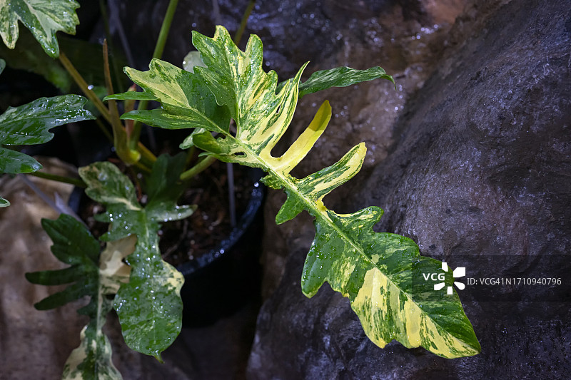 美丽的杂色图案图片素材