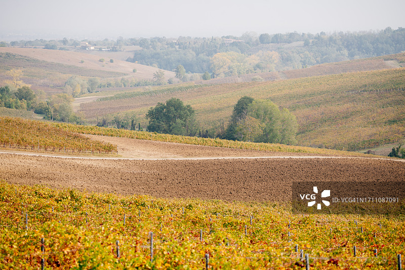 皮亚琴察山丘，秋季的葡萄园图片素材