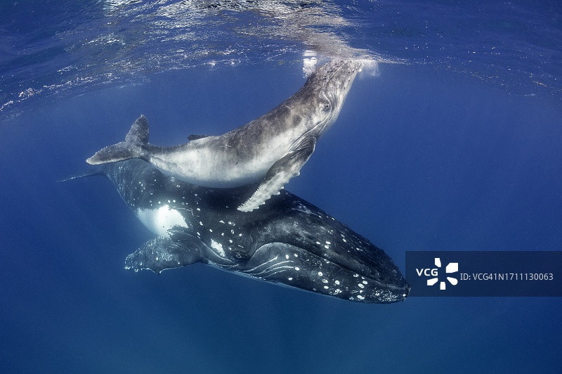 小座头鲸幼崽浮出水面呼吸图片素材