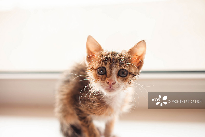 获救的加利福尼亚小猫图片素材