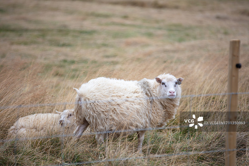 冰岛绵羊图片素材