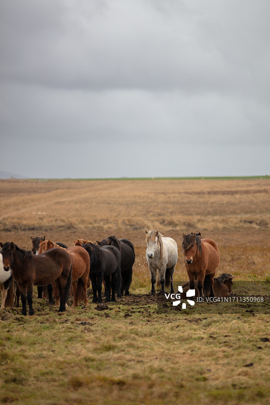 冰岛马图片素材