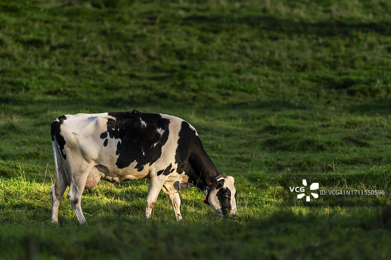 在草地上吃草的牛图片素材