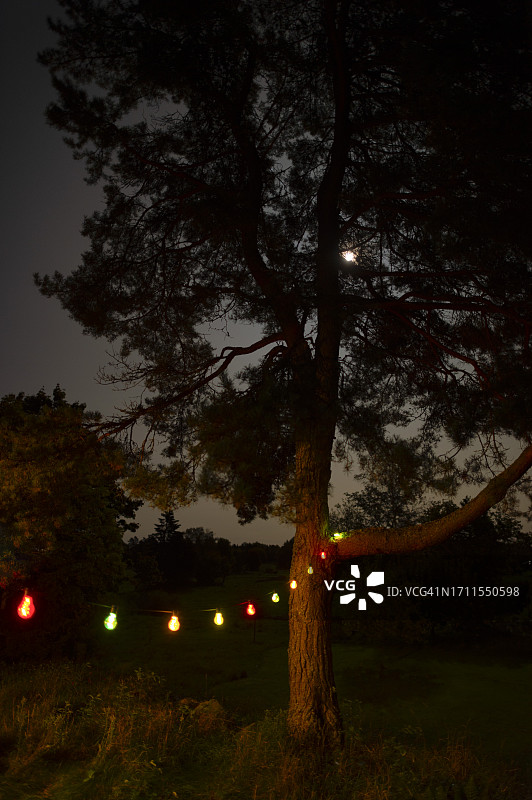 树后的月亮和彩色灯泡图片素材