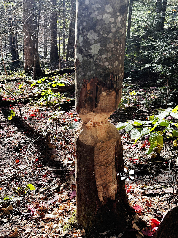 树干上的牙齿印记图片素材