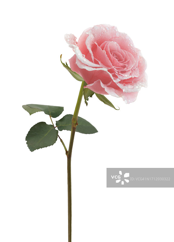 白色背景上带着水滴、叶子和茎的粉色玫瑰图片素材