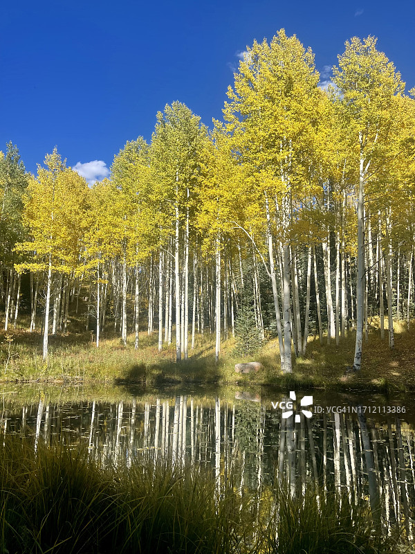 科罗拉多州，克雷斯特德比特，水泥溪谷的白杨树秋叶图片素材