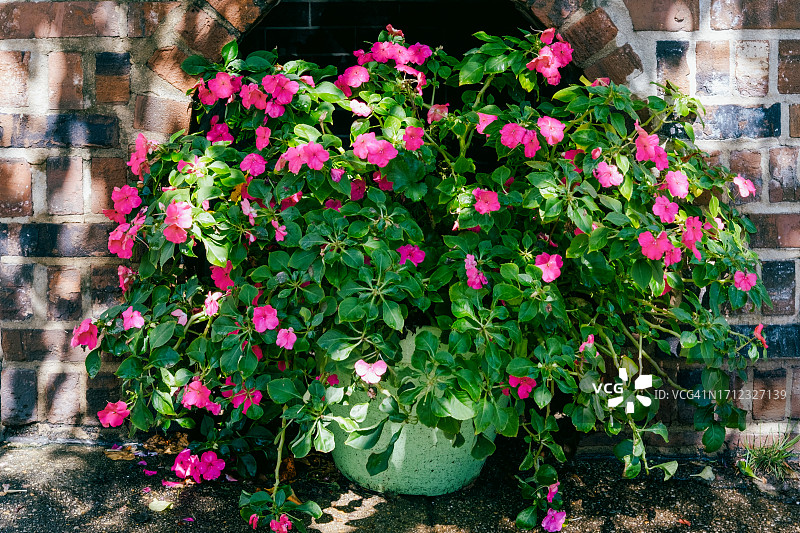 粉色鲜花装饰花盆图片素材