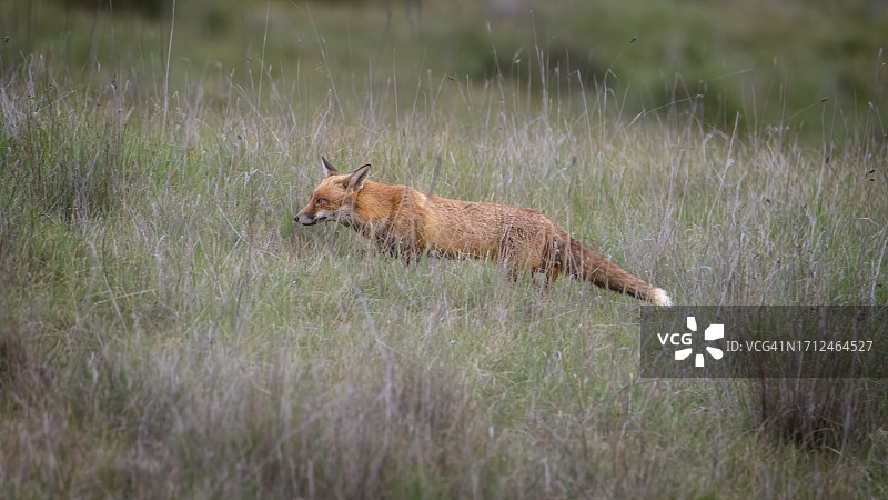 赤狐（Vulpes vulpes）图片素材