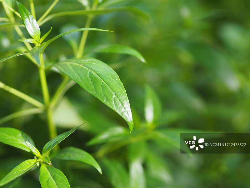 泰国草药穿心莲，花园中可预防新冠的绿色植物图片素材